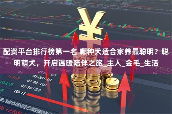 配资平台排行榜第一名 哪种犬适合家养最聪明？聪明萌犬，开启温暖陪伴之旅_主人_金毛_生活